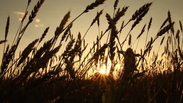 Campo Trigo Orelhas Milho Agosto Pôr Sol — Vídeo de Stock