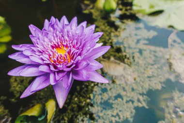 Güzel mor nilüfer çiçeği