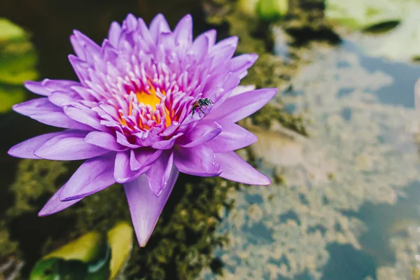 Beautiful Purple Lotus Water Lily Small Bee — Stock Photo, Image