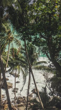 Palmiye ağaçları ile okyanus manzarası