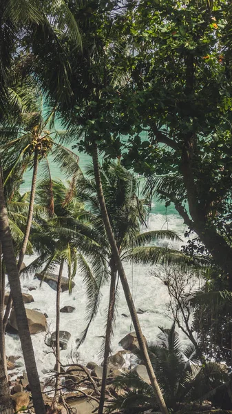 Palmiye ağaçları ile okyanus manzarası