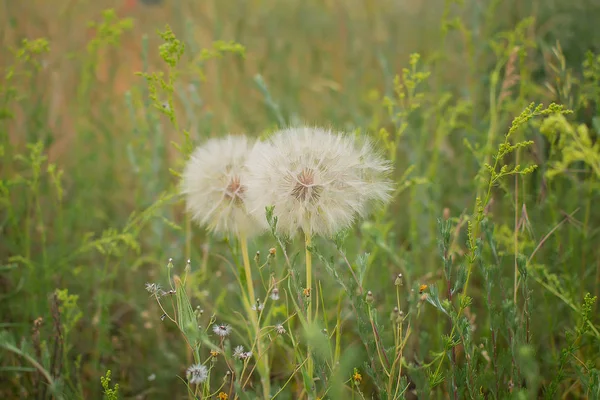 Dandelion Flowers Meadow — Stock Photo, Image