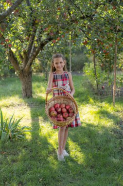 Bir elma bahçesi güzel kız. Bir çocuk bir ağaçtan elma gözyaşları. Malzeme çekme elma. Bir kızın elinde elma sepeti