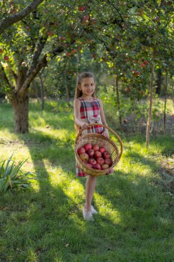 Bir elma bahçesi güzel kız. Bir çocuk bir ağaçtan elma gözyaşları. Malzeme çekme elma. Bir kızın elinde elma sepeti