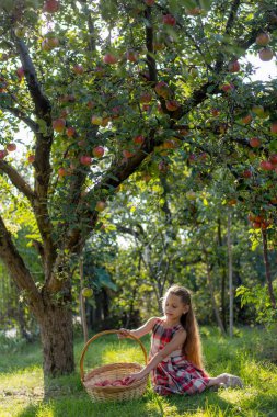 Bir elma bahçesi güzel kız. Bir çocuk bir ağaçtan elma gözyaşları. Malzeme çekme elma. Bir kızın elinde elma sepeti