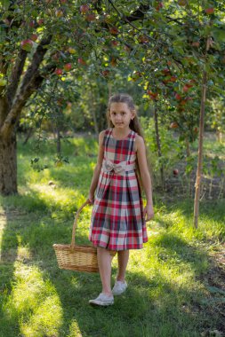 Bir elma bahçesi güzel kız. Bir çocuk bir ağaçtan elma gözyaşları. Malzeme çekme elma. Bir kızın elinde elma sepeti