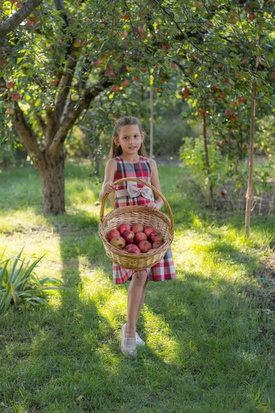 Schönes Mädchen Einem Apfelgarten Ein Kind Reißt Äpfel Von Einem — Stockfoto