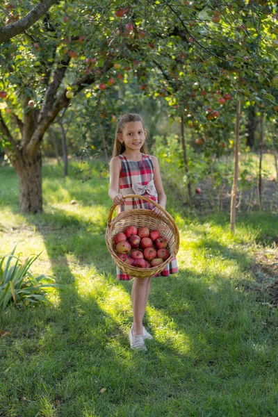 Bir elma bahçesi güzel kız. Bir çocuk bir ağaçtan elma gözyaşları. Malzeme çekme elma. Bir kızın elinde elma sepeti