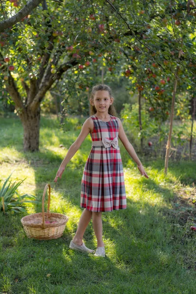 Krásná Dívka Jablečného Sadu Dítě Trhá Jablka Stromu Při Sbírání — Stock fotografie