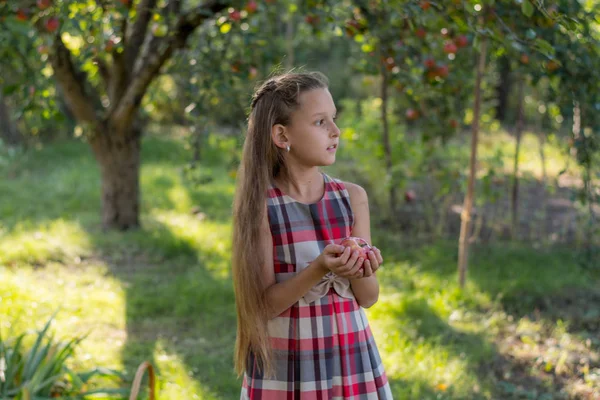 Krásná Dívka Jablečného Sadu Dítě Trhá Jablka Stromu Při Sbírání — Stock fotografie
