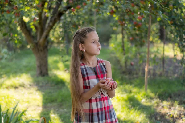 Hermosa Chica Huerto Manzanas Niño Arranca Manzanas Árbol Recogiendo Manzanas — Foto de Stock