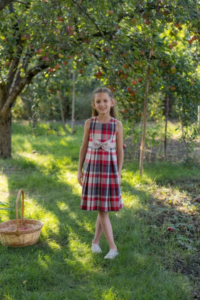 Belle Fille Dans Verger Pommes Enfant Arrache Des Pommes Arbre — Photo