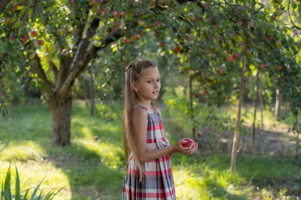 Bir Elma Bahçesi Güzel Kız Bir Çocuk Bir Ağaçtan Elma — Stok fotoğraf