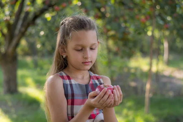 Bella Ragazza Frutteto Mele Bambino Strappa Mele Albero Raccolgo Mele — Foto Stock