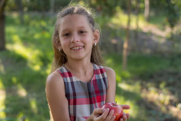 Krásná Dívka Jablečného Sadu Dítě Trhá Jablka Stromu Při Sbírání — Stock fotografie