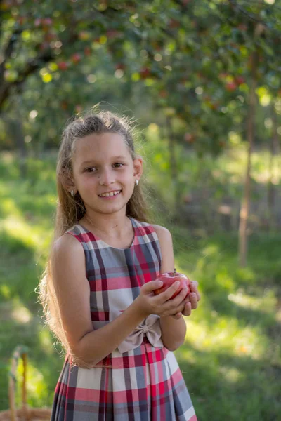 Schönes Mädchen Einem Apfelgarten Ein Kind Reißt Äpfel Von Einem — Stockfoto