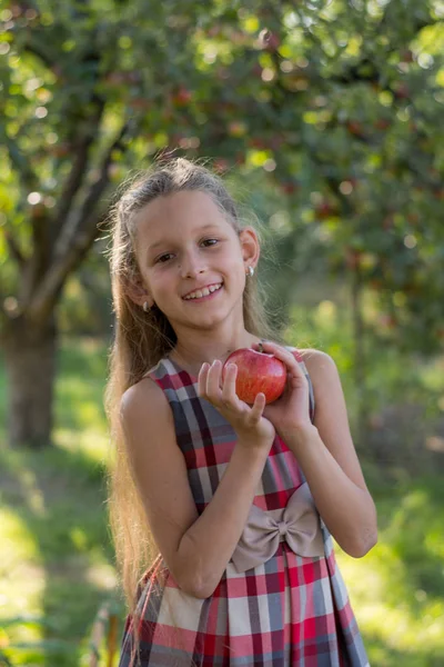 Piękna Dziewczyna Jabłuszkowym Sadzie Dziecko Łez Jabłka Drzewa Zbieranie Jabłek — Zdjęcie stockowe