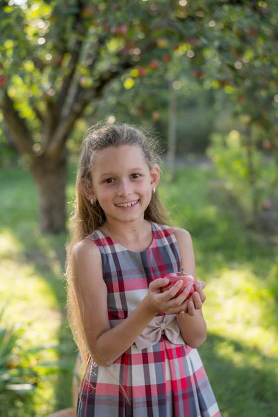 Beautiful Girl Apple Orchard Child Tears Apples Tree Picking Apples — Stock Photo, Image