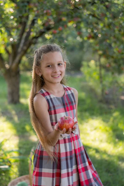 Bir Elma Bahçesi Güzel Kız Bir Çocuk Bir Ağaçtan Elma — Stok fotoğraf
