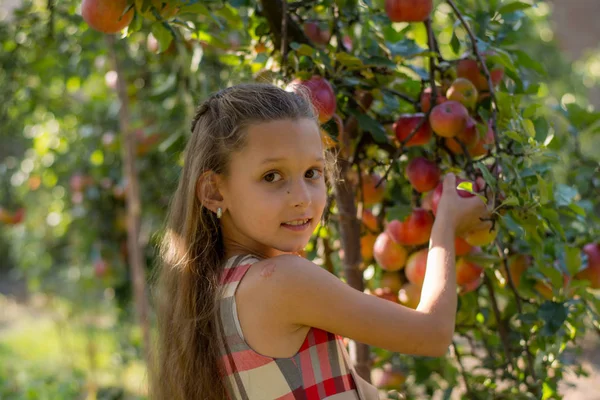 Schönes Mädchen Einem Apfelgarten Ein Kind Reißt Äpfel Von Einem — Stockfoto