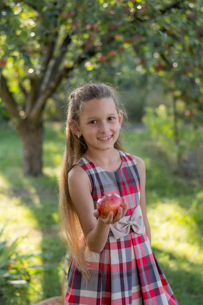 Красива Дівчина Яблучному Саду Дитина Розриває Яблука Дерева Збираємо Яблука — стокове фото
