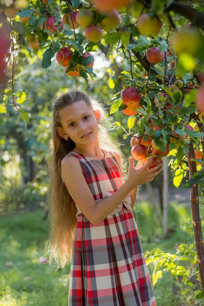 Красива Дівчина Яблучному Саду Дитина Розриває Яблука Дерева Збирання Яблук — стокове фото