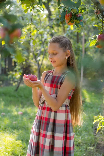 Schönes Mädchen Einem Apfelgarten Ein Kind Reißt Äpfel Von Einem — Stockfoto