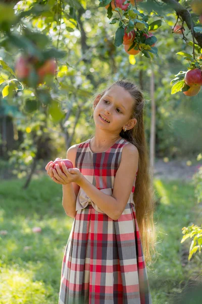 Bella Ragazza Frutteto Mele Bambino Strappa Mele Albero Raccolgo Mele — Foto Stock