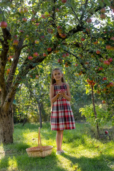 Schönes Mädchen Einem Apfelgarten Ein Kind Reißt Äpfel Von Einem — Stockfoto