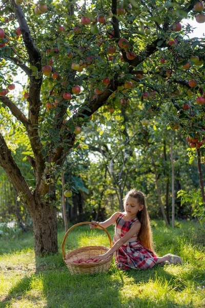 Menina Bonita Pomar Maçã Uma Criança Rasga Maçãs Uma Árvore — Fotografia de Stock