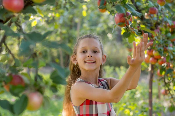 Krásná Dívka Jablečného Sadu Dítě Trhá Jablka Stromu Sbírání Jablek — Stock fotografie