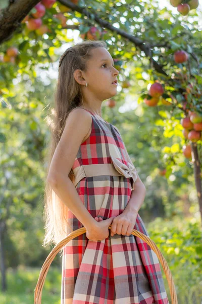 Schönes Mädchen Einem Apfelgarten Ein Kind Reißt Äpfel Von Einem — Stockfoto