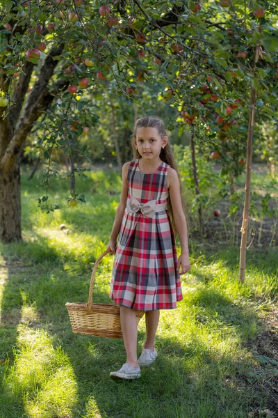 Schönes Mädchen Einem Apfelgarten Ein Kind Reißt Äpfel Von Einem — Stockfoto