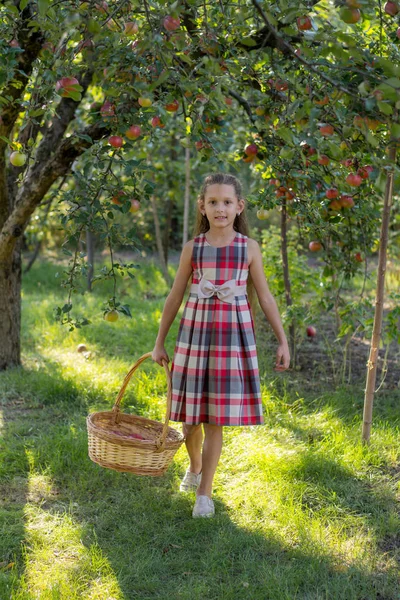 Schönes Mädchen Einem Apfelgarten Ein Kind Reißt Äpfel Von Einem — Stockfoto