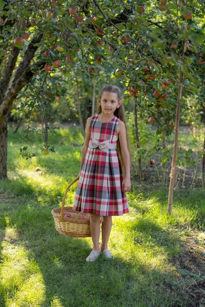 Schönes Mädchen Einem Apfelgarten Ein Kind Reißt Äpfel Von Einem — Stockfoto