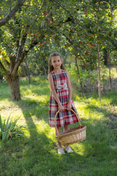 Hermosa Chica Huerto Manzanas Niño Arranca Manzanas Árbol Recogiendo Manzanas — Foto de Stock