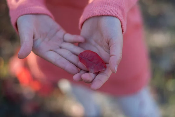 Rotes Blatt Den Händen Eines Kindes Ein Blatt Vom Baum — Stockfoto