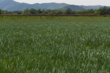 Yazın dağların manzarası ve yeşil çimenler