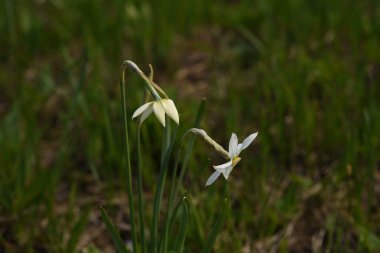 Mavi arkaplanda kar damlası