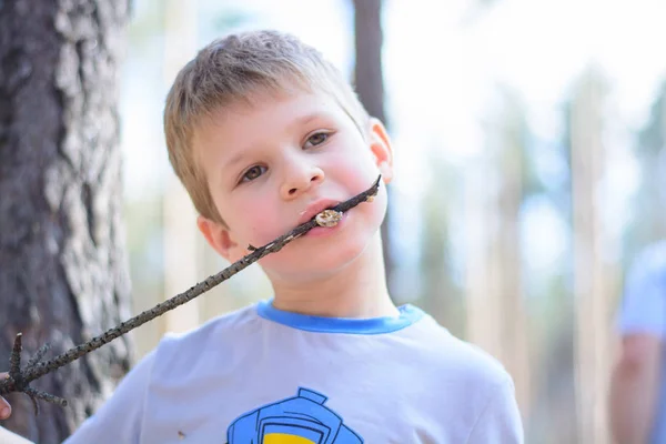 Boy Skewer Eats Marshmallows Portrait Child Nature — Stock Photo, Image
