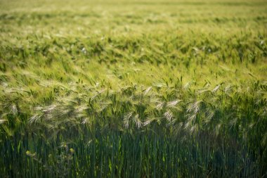 Yeşil buğday tarlası. Rüzgardaki yeşil çimenler. buğday tarlası