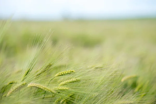 Campo Trigo Verde Hierba Verde Viento Campo Trigo —  Fotos de Stock