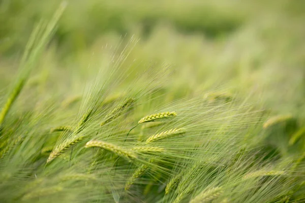 Green Wheat Field Green Grass Wind Field Wheat — Stock Photo, Image