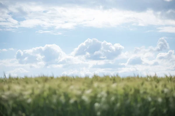 Зелене Пшеничне Поле Зелена Трава Вітрі Поле Пшениці — стокове фото