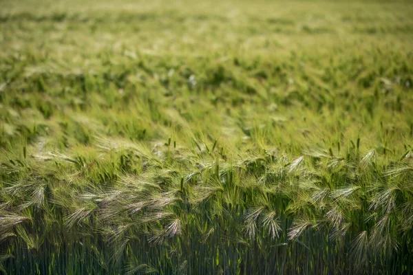 Yeşil Buğday Tarlası Rüzgardaki Yeşil Çimenler Buğday Tarlası — Stok fotoğraf