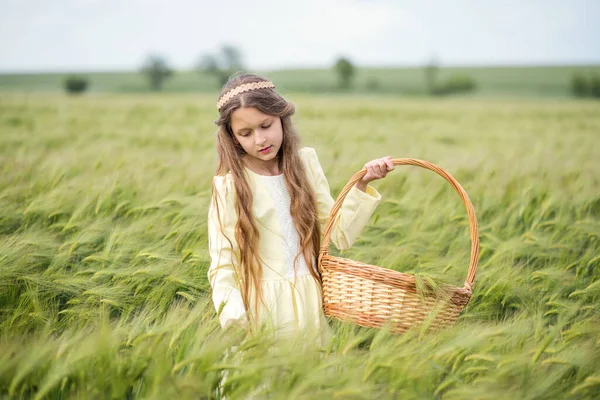 緑の小麦畑 美しい女の子が畑を歩いている バスケットを持つ子供はスパイクを収集します レクリエーションや農業 若い女の子の長い髪 — ストック写真