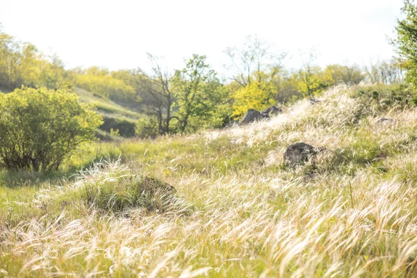 Kovel Auf Den Feldern Felder Von Kovel Sommerliche Natur — Stockfoto