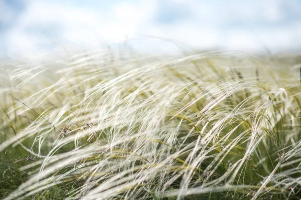 Kovel Fields Fields Kovel Summer Nature — Stock Photo, Image