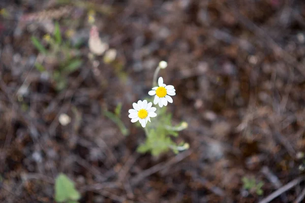 Piękne Kwiaty Rumianku Lesie — Zdjęcie stockowe