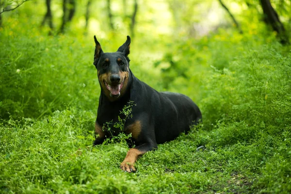 狗在草地上 多伯曼躺在森林的草地上 黑色德国牧羊犬 绿草上的黑狗 — 图库照片